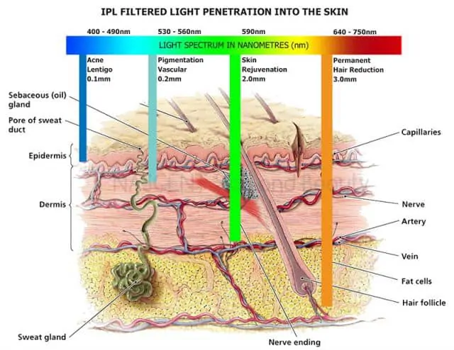 IPL Penetration Graphic